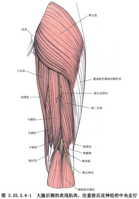 手功能重建方法 (一)伸肘重建 ①moberg法:用后三角肌转位至肱三头